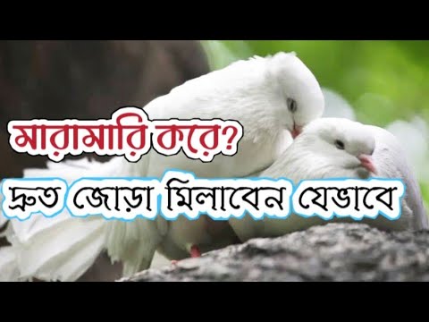 ভিডিও: কুচার উপাধির উৎপত্তি: ঘটনার অঞ্চল, অর্থ