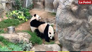 Hong Kong : le zoo fermé, un couple de pandas parvient enfin à se reproduire