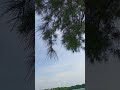 Gentle Wind Through Pine Trees Calming Nature Sounds #shorts #nature #NatureAmbience