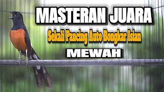 MASTERAN TERBAIK MURAI BATU DI PAGI HARI FULL ISIAN PANJANG,SEKALI PANCING AMPUH BIKIN MURAI GACOR