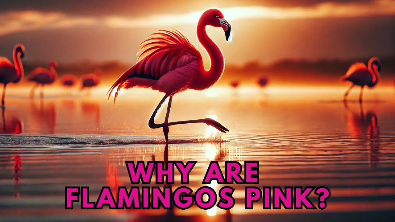 Why Are Flamingos Pink and Standing on One Leg? | The Weird Science Behind Flamingos