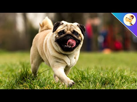 Video: Wie Trainiere Ich Einen Mops?