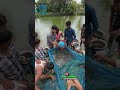 ভিয়েতনাম কৈ মাছের উৎপাদন 😊 vietnam koi fish #bdfish #fblifestyle #shortsfeed #shorts #fishfarming
