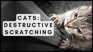 Cats: Destructive Scratching
