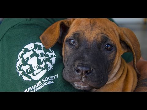 Dog Meat Farm in South Korea Demolished