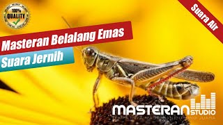 Masteran Belalang Emas Jernih ( Suara Air) Sehingga Mudah Ditiru Oleh Semua Burung #masteranstudio