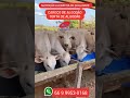 NUTRIÇÃO ANIMAL DE QUALIDADE #gado #pecuarista #fazenda #agro #vaca #boigordo