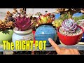 Why USE Different POTS on SUCCULENTS