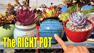 THE RIGHT SUCCULENT POT | Growing Succulents with LizK