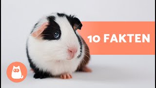 10 FAKTEN über MEERSCHWEINCHEN Einige werden dich überraschen!