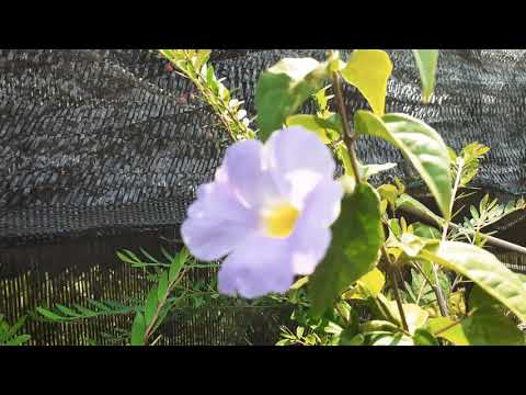 Video: Trumpet Vine Blooming - Apa yang Harus Dilakukan Untuk Tanaman Terompet Yang Tidak Mekar