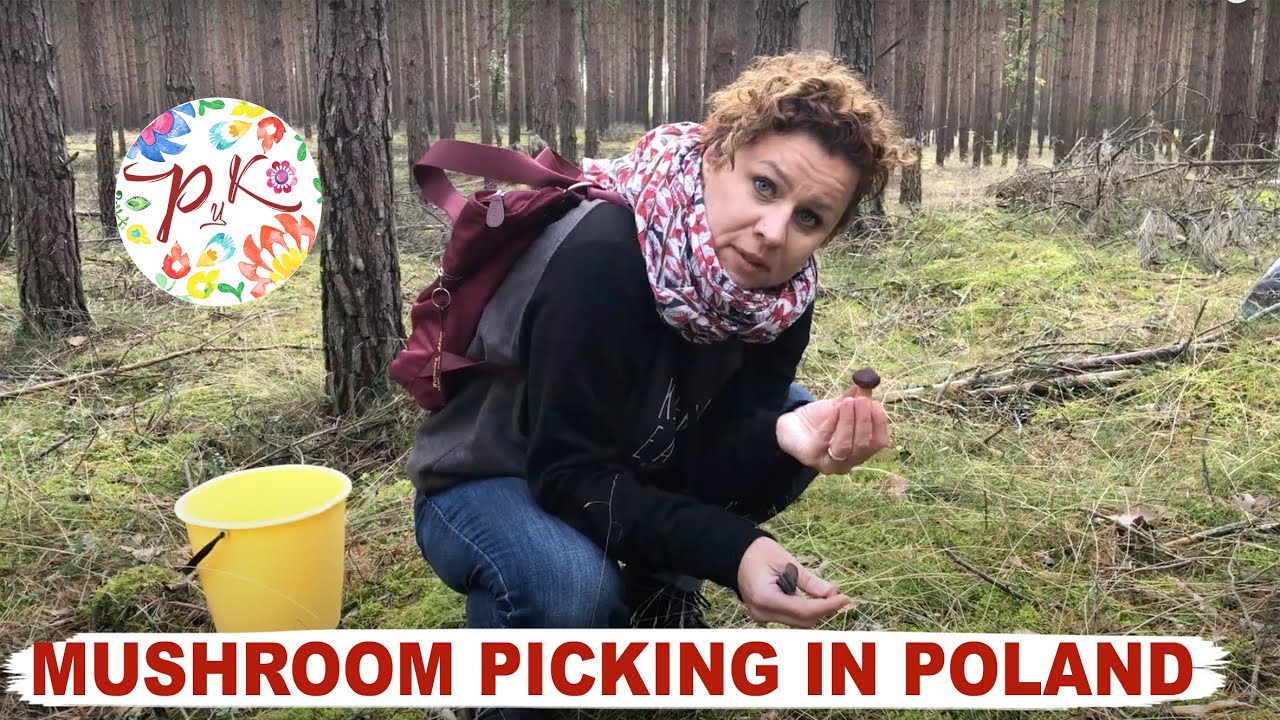 Mushroom picking in Poland, plus a recipe for buckwheat, wild mushroom and smoked cheese tart. | Polish Your Kitchen