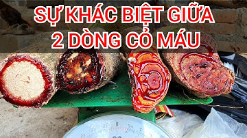 Cỏ máu HUYẾT ĐẰNG và cỏ máu HUYẾT RỒNG loại nào tốt hơn?