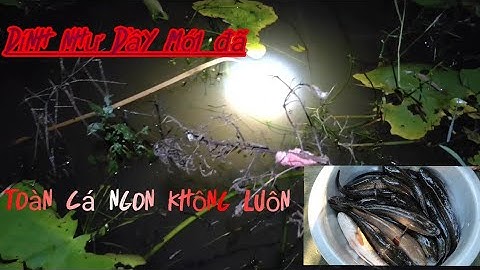 Điểm cắm câu mới dính toàn cá to | Long An quê tôi