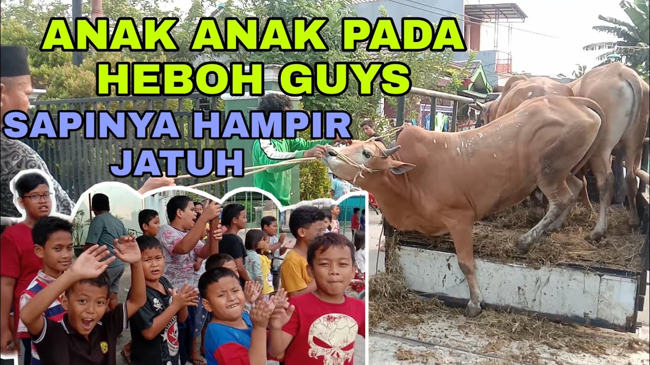 HEWAN QURBAN DAH DATANG GUYS