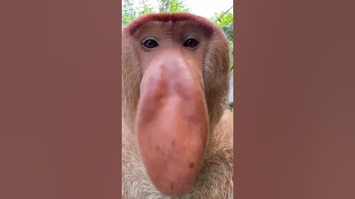 Ternyata seperti ini suara Bekantan #hewanunik #bekantan #world #shortvideo