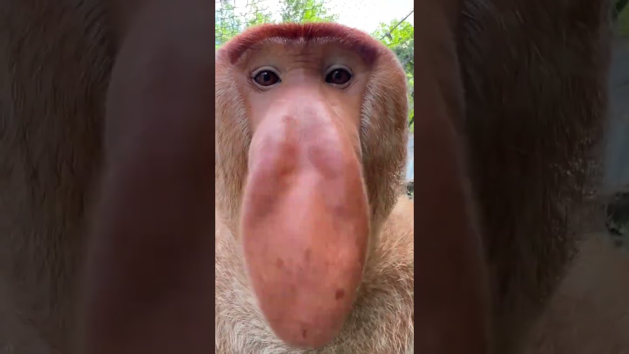 Ternyata seperti ini suara Bekantan 