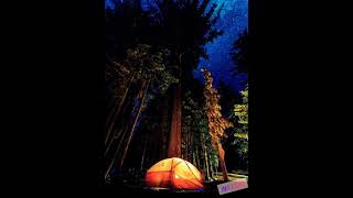 ASMR صوت الغابة في الليل لنوم والاسترخاء♥The sound of the forest at night for sleep and relaxation