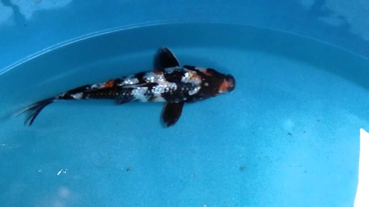 Koi GinRin Showa 18 cm, Tetegoi - YouTube