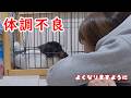 愛犬の体調不良その後と見守る愛猫【保護猫/犬】