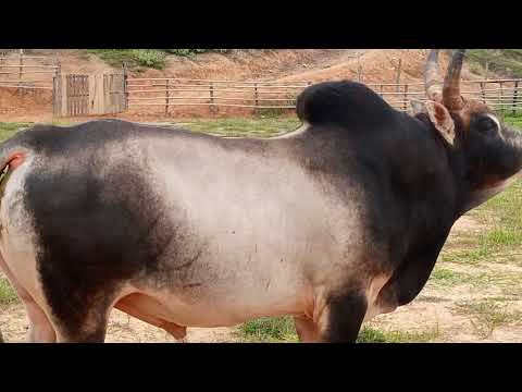 Video: Qhov Kub Nyiam Brazilian Zoo Nkauj