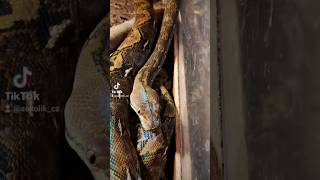 Chovm Anakondufypforyouforyoupagehadhadikrajtanejdelsihadprirodaprodateraristika