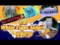 World famous white tiger  most popular tiger in rewa 
