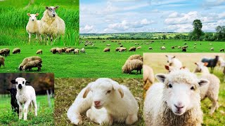 Komik Kuzular ,Komik Koyunlar ,Kuzu Mee ,Koyun Sesi ,Kuzu Sesi,Inekler,Simental Inek