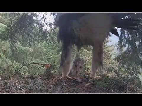 Video: Pet Scoop: Cat pārsteidz Reporter Live Broadcast laikā, Golden Eagle Chick izdzīvo uguni