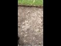 Building a 10x12 Shed - Part 3: Excavation for slab. Building a 10x12 Shed - Part 3: Excavation for slab.