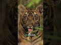 NBA YoungBoy Accused of Tiger Abuse