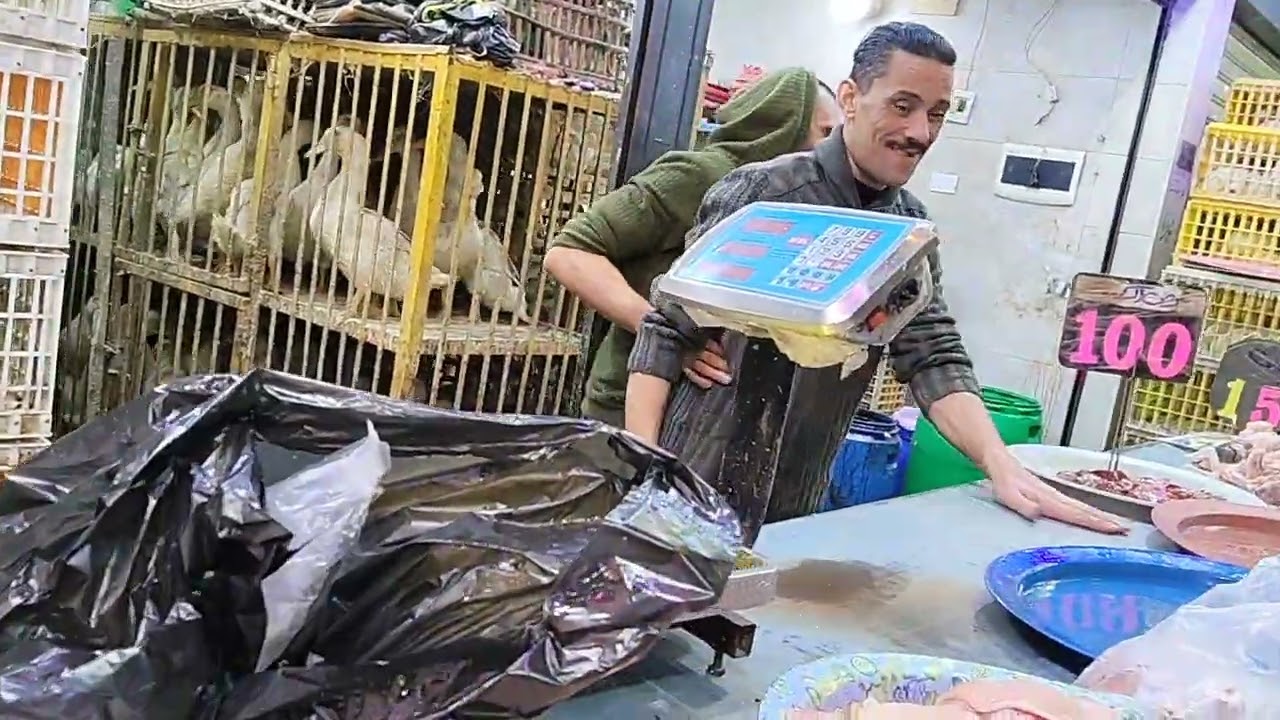 عرض جديد عند القرش للدواجن مستنينكم تنورونا اسكندريه مول محطه مصر القرش للدواجن باكيه 76