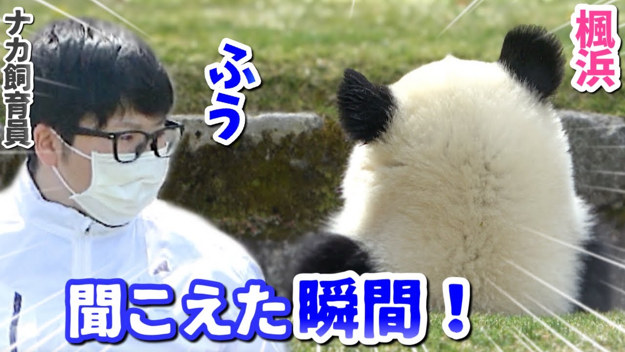 【パンダアイドル楓浜未公開】ナカさんにふう〜と呼ばれたらすぐ行きま〜す🐼はやっ‼️スペシャル