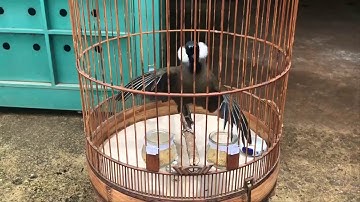 Luyện Khướu hót múa đỉnh nhất Việt Nam - Khướu nhanh căng lửa