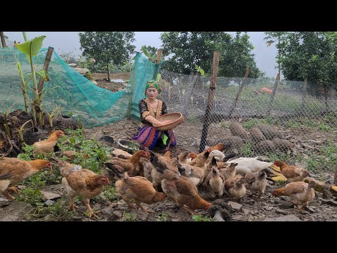 Video Vàng Hoa is a hardworking H'mong girl, Survival... - youtube