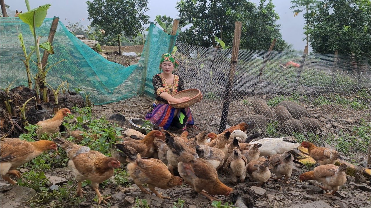 Vàng Hoa is a hardworking H'mong girl, Survival instinct, Wilderness Alone, Ep 231