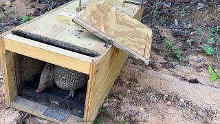 Armadillo trapping for the first time.