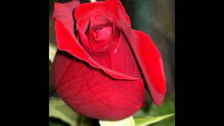 Ferdi̇ Tayfur - Anne Duy Sesi̇mi̇
