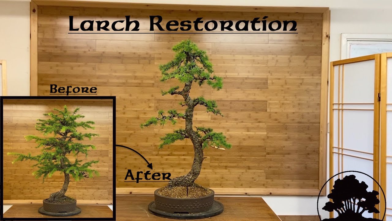 Larch Restoration - Greenwood Bonsai