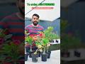 വലിയ plants combo വന്നിട്ടുണ്ടേ🌺🪴varities നല്ല അടിപൊളി ആണുട്ടോ 🌺 5 Combo🌸✨#adenium #flowers