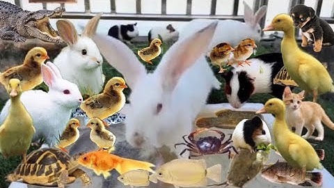 Vịt Con Cá Cảnh, Bắt Các Con Vật Dễ Thương, Mèo Dễ Thương, Rùa, Cá Vàng, Cá Trê, Cá Rô, Cá Lau Kiếng