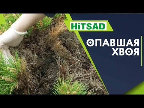 Хвойный иголки как удобрение 🎄 Мульчирование иголками ✔️