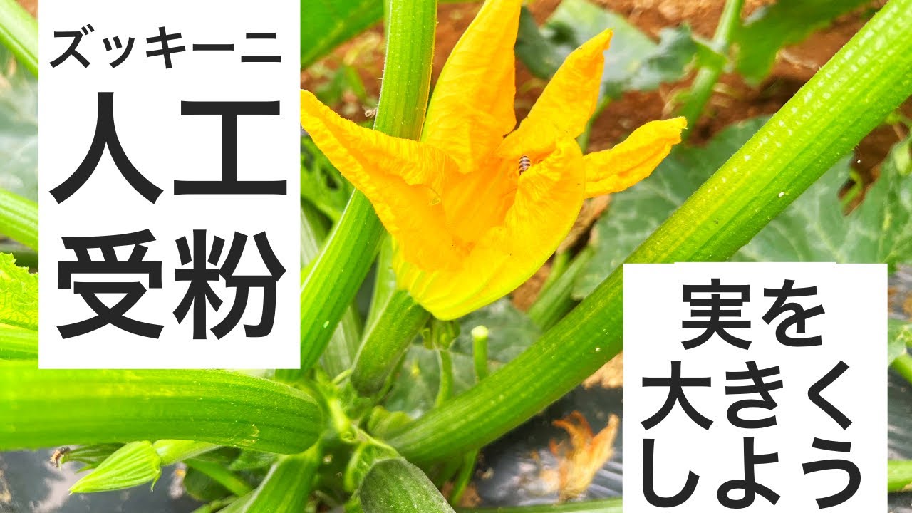 ズッキーニを人工受粉する方法 Youtube