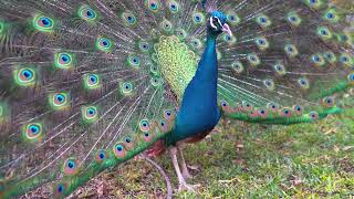 Les Animaux Partie 1