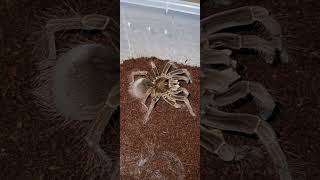 Feeding Iath Birdeaters Theraphosa Stirmi And T. Blondi