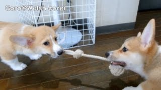 20130824 Part 2 cute corgi puppies toy / ロープのオモチャで遊ぶコーギー子犬