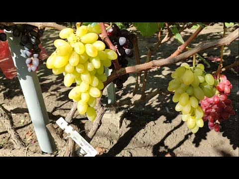 Виноград андрей 53 описание сорта фото отзывы