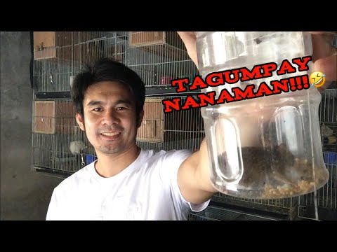 Video: Paano Gumawa Ng Isang Bitag Ng Daga Gamit Ang Iyong Sariling Mga Kamay