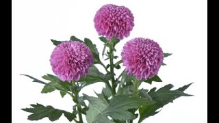 Ping Pong ringtone free for mobile phones | RingtonesCloud.com.