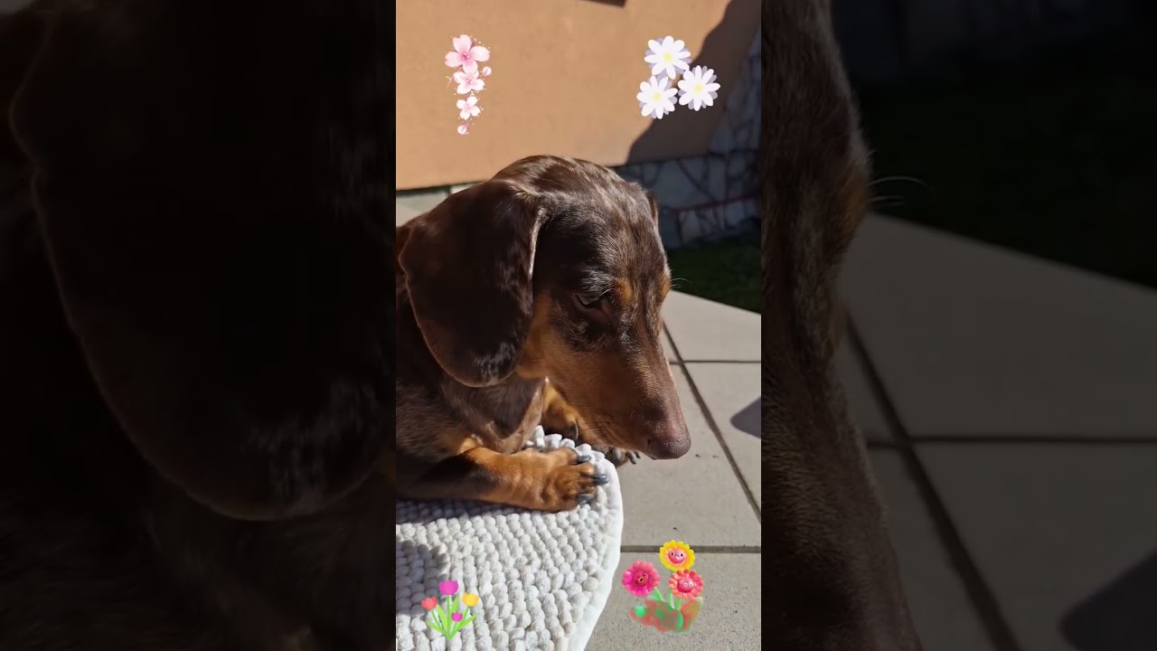 Napfényes tavasz...#dog #kutya #jasz #mazsola #dachshund #love #mese 